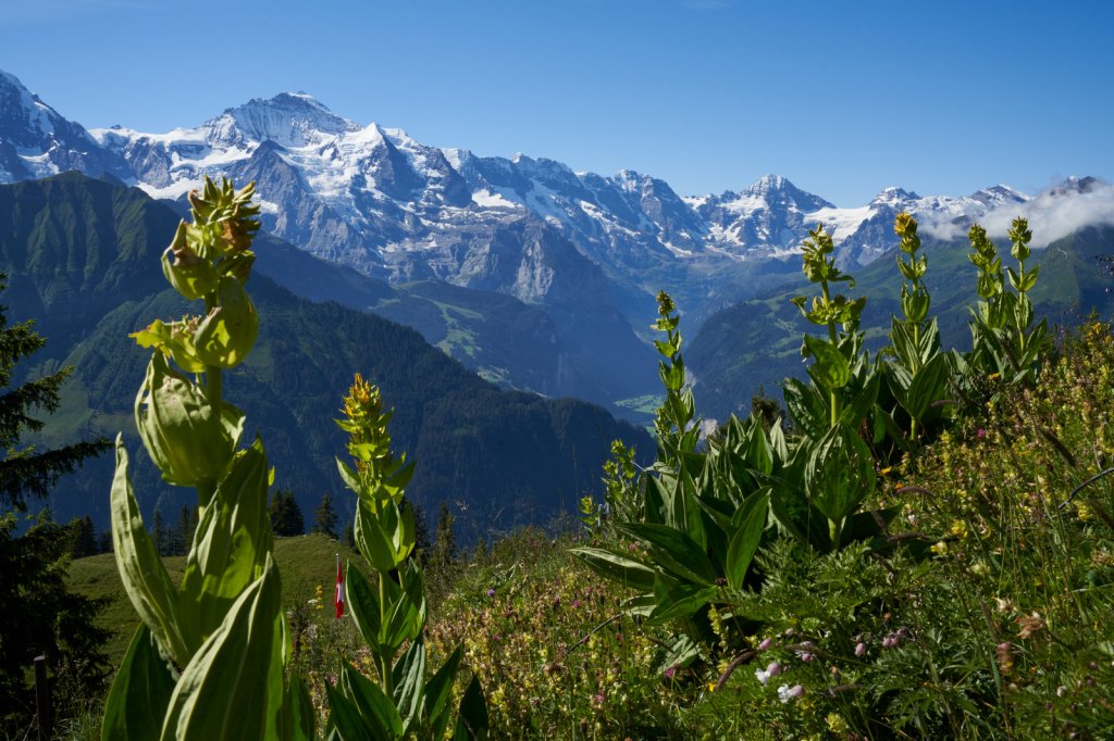 Wanderung Schynige Platte First